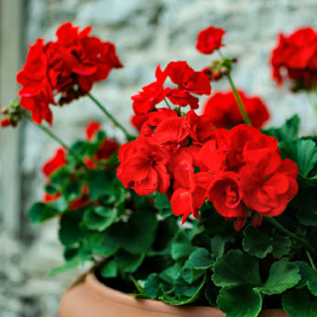 Rose Geranium Scented Pencils | Imogen Owen | AEDES.COM