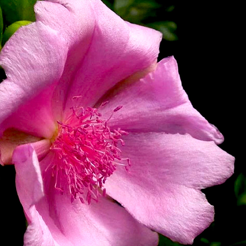 Botella Rosa Bayahibe - Diffuser
