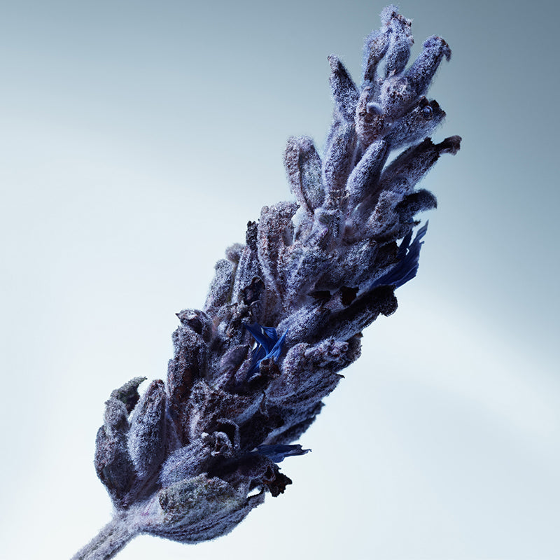 Metal Lavender - Eau de Parfum